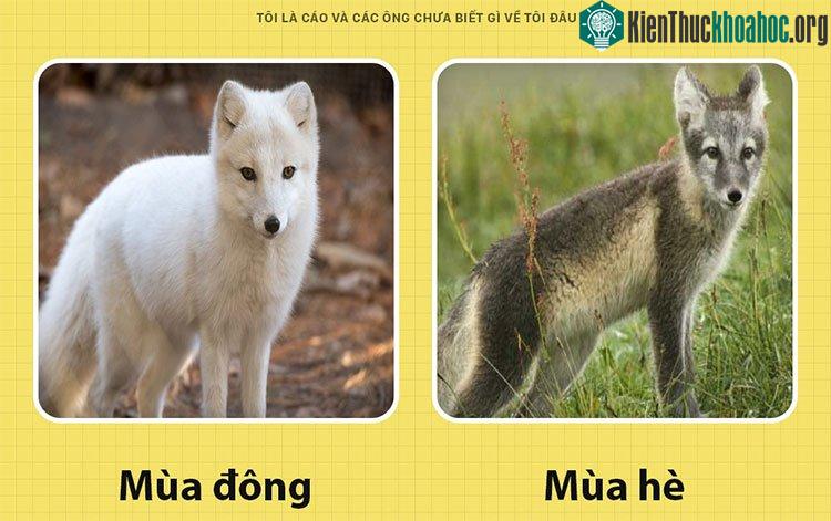 Cáo biến hình còn giỏi hơn tắc kè.