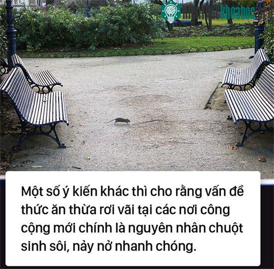 Kinh hoàng "cơn bão" chuột cống kéo đến khắp kinh đô ánh sáng Paris ảnh 3