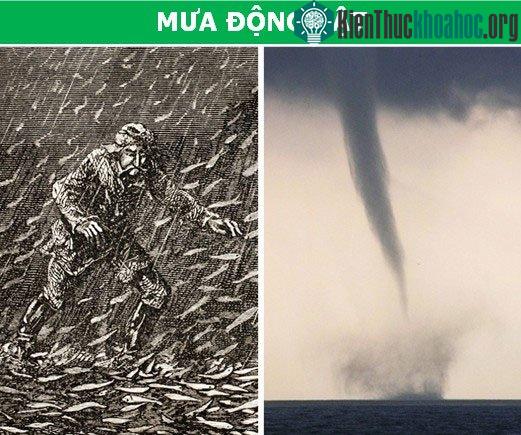 Mưa động vật