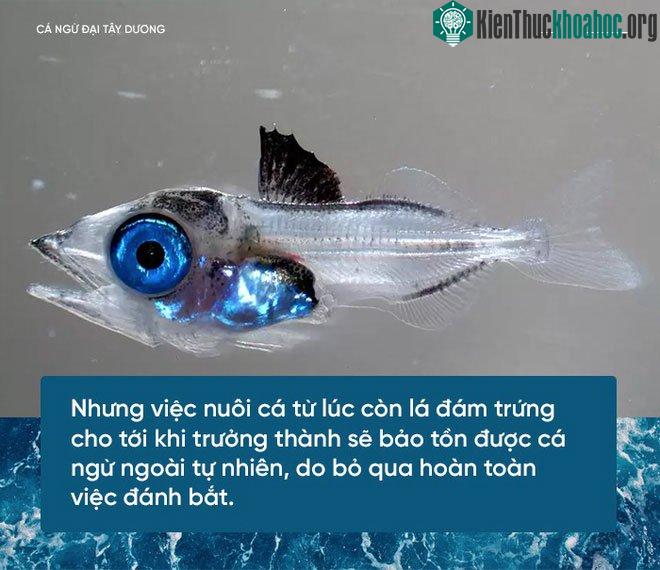 Cá ngừ non