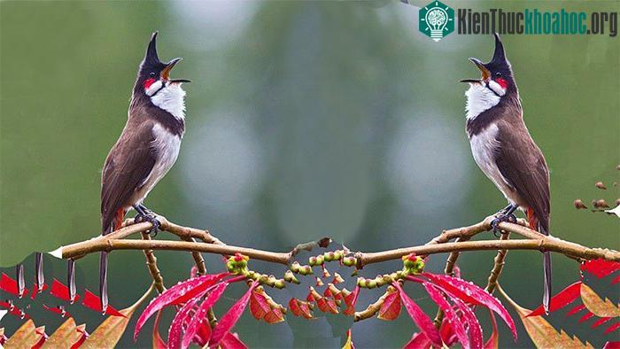 Trong số hơn 1.000 loài chim biết hót trên toàn thế giới, có tới 64% loài có chim cái biết hót.