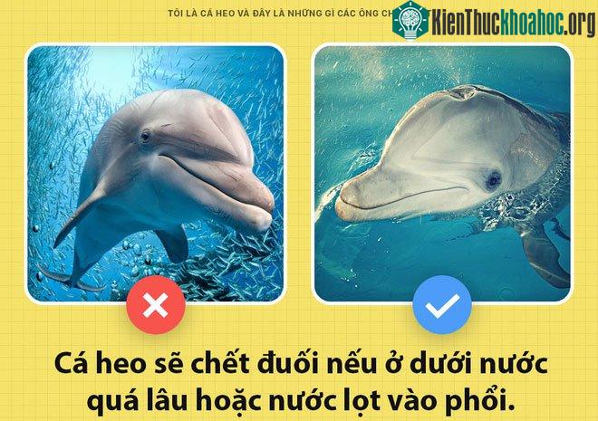 Cá heo có thể chết đuối