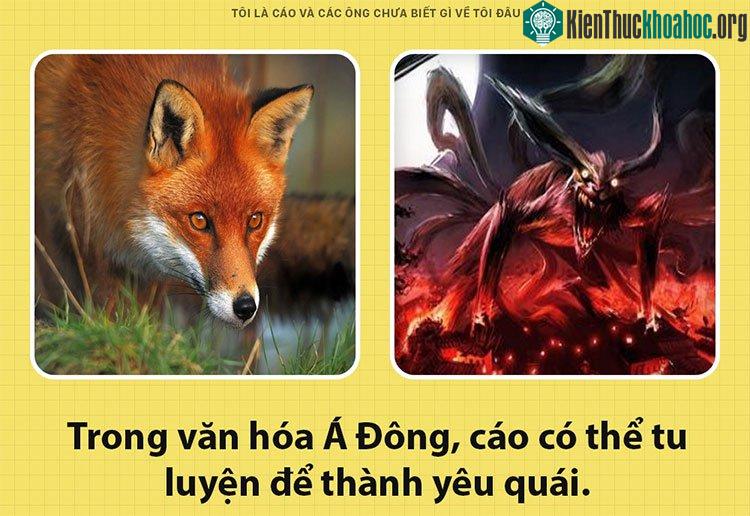 Tại mấy nước Á Đông, cáo là những sinh vật có khả năng tu luyện để biến thành yêu tinh