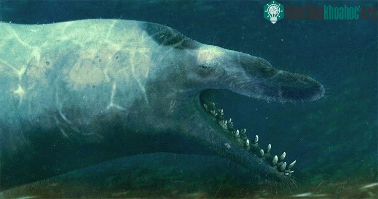 Basilosaurus