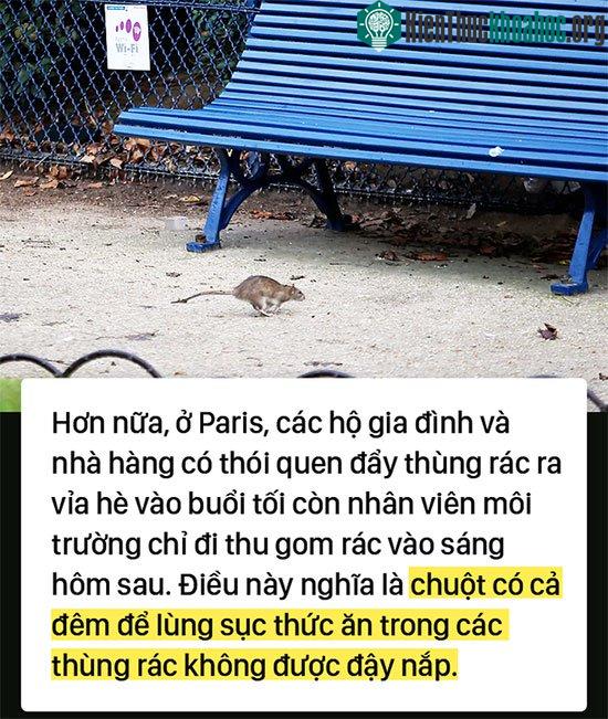 Kinh hoàng "cơn bão" chuột cống kéo đến khắp kinh đô ánh sáng Paris ảnh 4