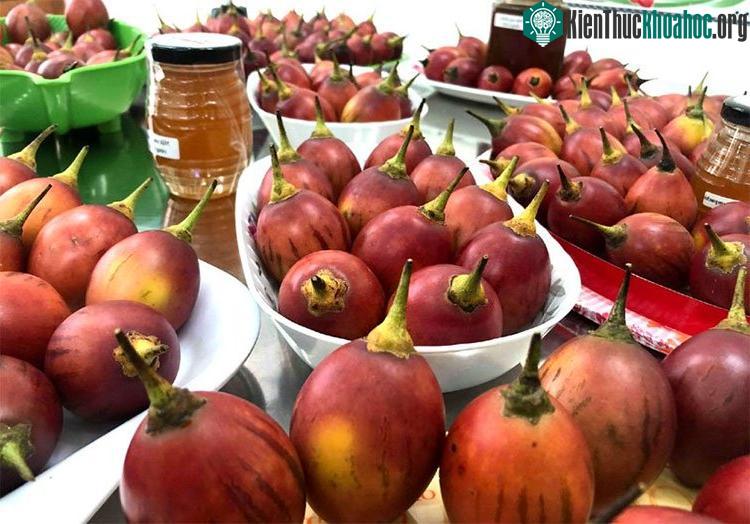 So với giá cà chua đỏ bán ngoài chợ thì cà chua thân gỗ đắt gấp 15-20 lần