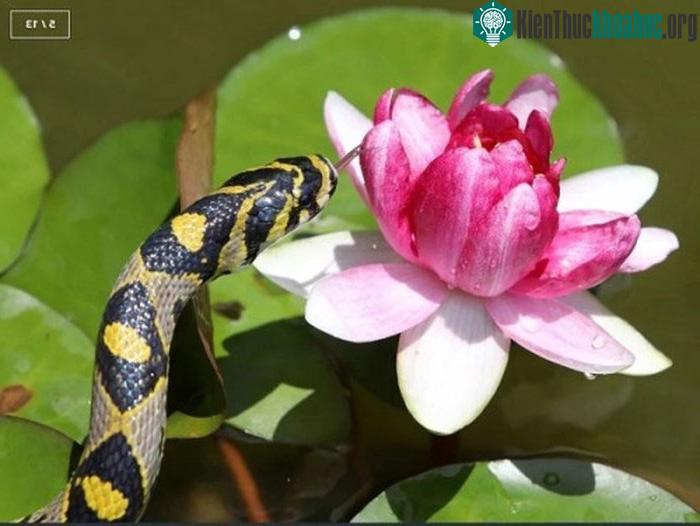 Một con rắn Mandarinus Euprepiophis