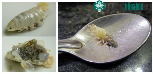 Loài Cymothoa exigua này được miêu tả khoa học từ rất sớm, vào năm 1884.
