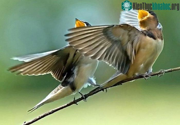 Có giả thuyết cho rằng cũng giống như loài người thích ca hát, chúng làm việc đó để giải trí.