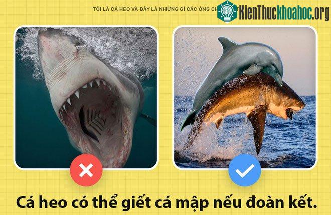 Cá heo là sinh vật có tổ chức xã hội cực tốt