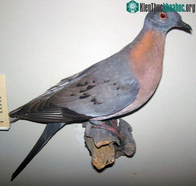 Một con bồ câu viễn khách nhồi bông được trưng bày.
