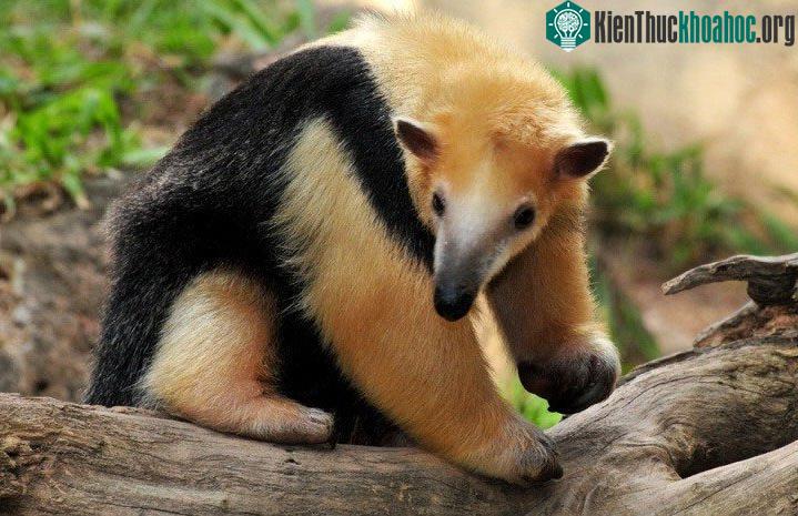 Khoa học chỉ ra đây là những mùi hương kinh khủng nhất trên thế giới ảnh 5