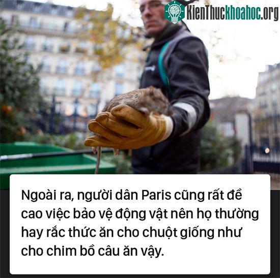 Kinh hoàng "cơn bão" chuột cống kéo đến khắp kinh đô ánh sáng Paris ảnh 5