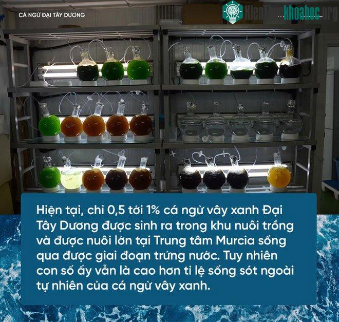 Nuôi cá ngừ rất tốn kém