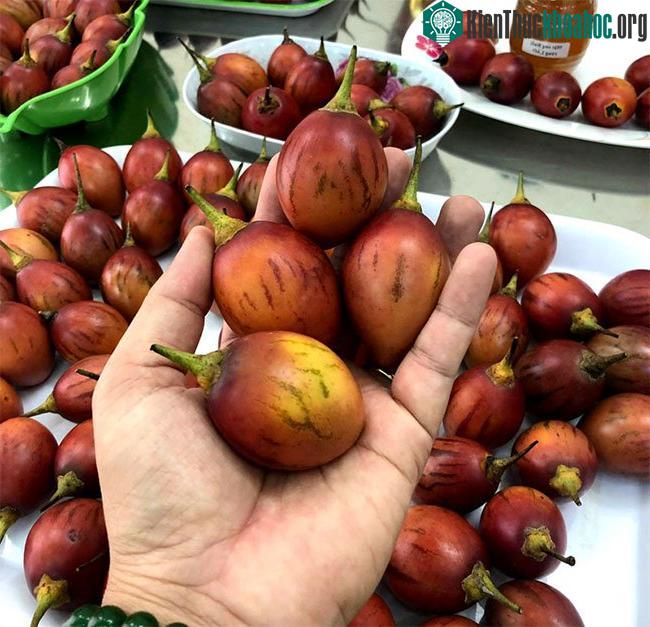 Quả cà chua này thương đối nhỏ, 1kg thường được từ 20-24 quả.