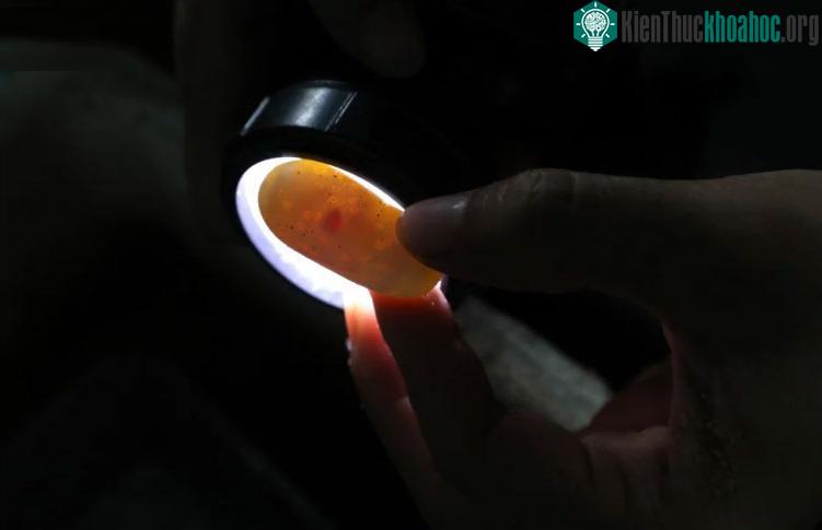 Yang Xiaoxia kiểm tra chất lượng trứng rắn tại trang trại rắn của gia đình.