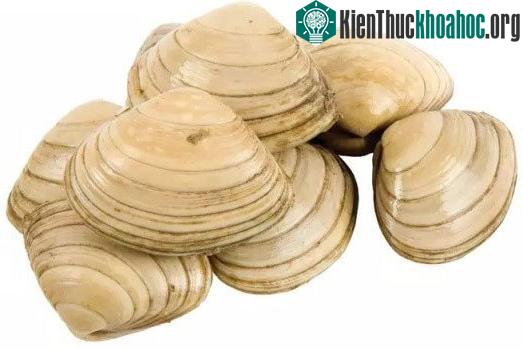 Loài vi khuẩn này chuyên bám trên vỏ của con trai, con sò...