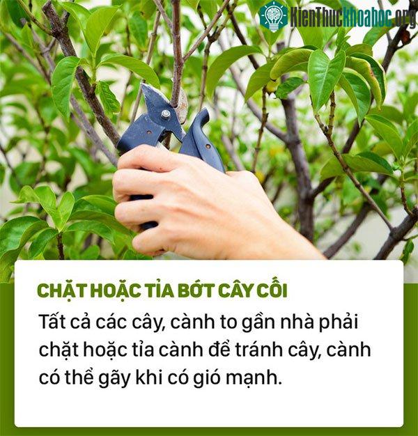 Cắt tỉa cây cối