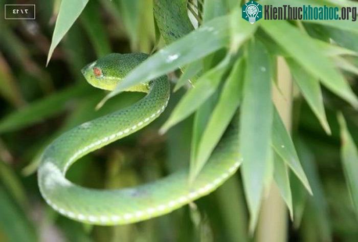 Rắn Trimeresurus stejnegeri