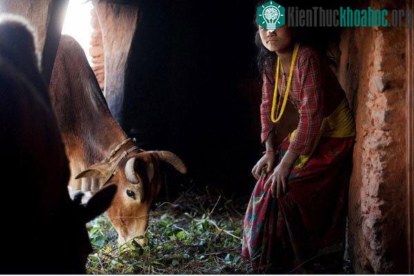 Cô bé này đã trải qua "một đêm ngon giấc" với đàn gia súc.