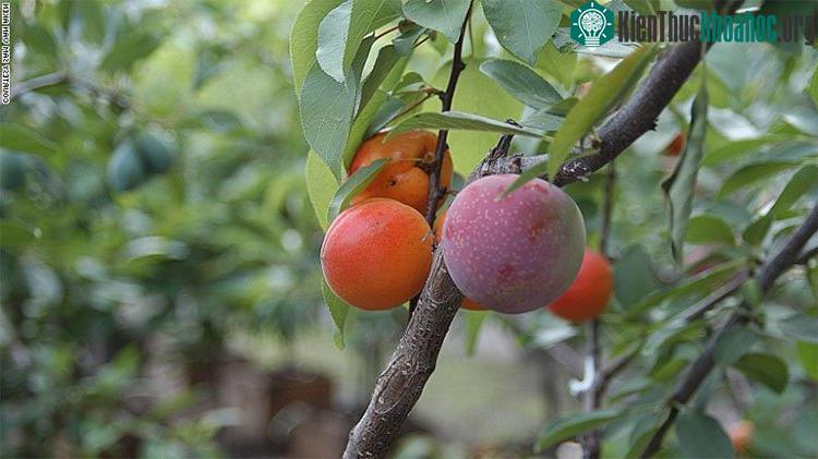 Đang có ít nhất 20 Cây 40 Quả nằm rải rác khắp nước Mỹ.
