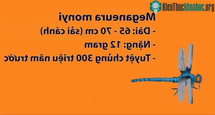 Loài côn trùng lớn nhất - Meganeura monyi.
