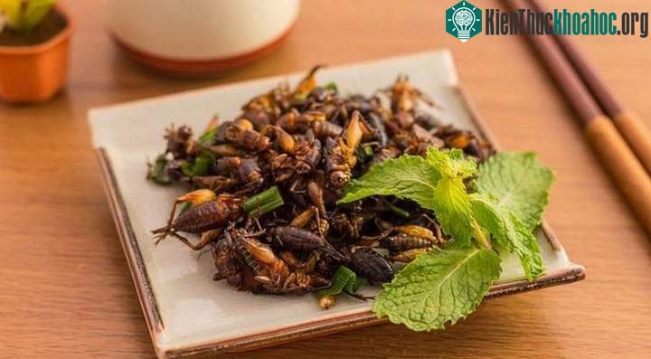 Hơn 2 tỷ người trên thế giới thường xuyên tiêu thụ côn trùng.