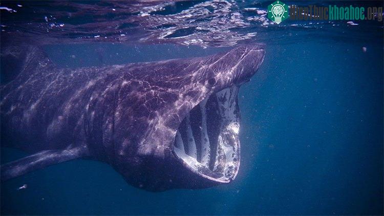 Một con cá nhám phơi nắng được nhìn thấy ngoài khơi bờ biển phía Tây của Scotland. (Ảnh: iStock).