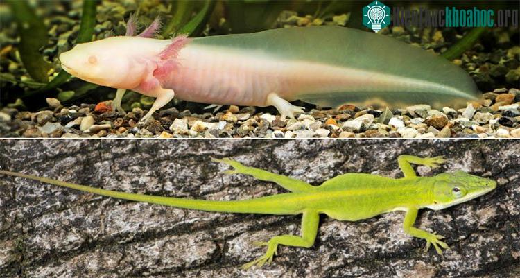 Vì sao kỳ giông mọc lại đuôi gần như hoàn chỉnh nhưng thằn lằn thì không? ảnh 0