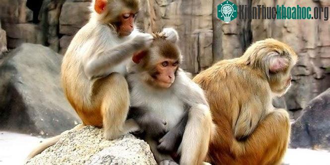 Đa số các loài khỉ đều có thể giao tiếp với nhau bằng cách chép miệng.