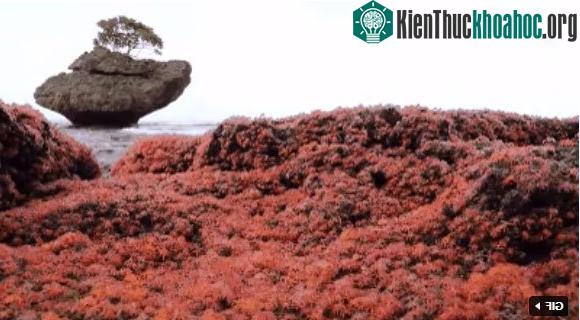 Cua đỏ mới nở, bò lúc nhúc là cảnh tượng cực kỳ hấp dẫn tại đảo Giáng sinh.