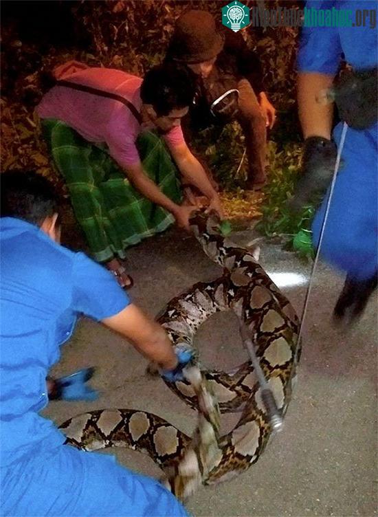 Con trăn hung hãn không chịu sự khống chế của con người.