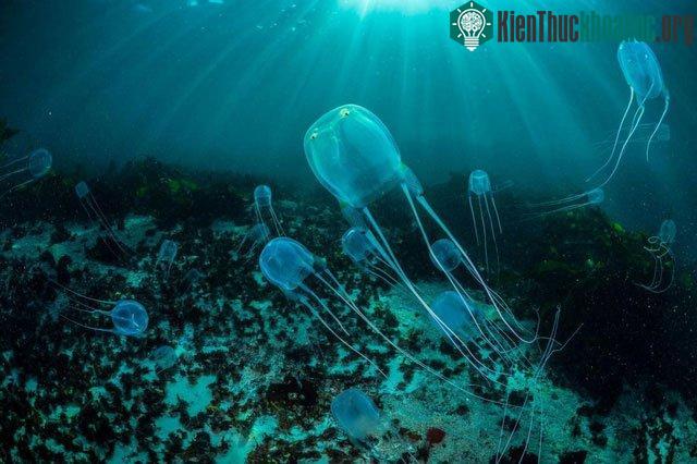 Sứa đã sống sót qua mọi cuộc đại tuyệt chủng.