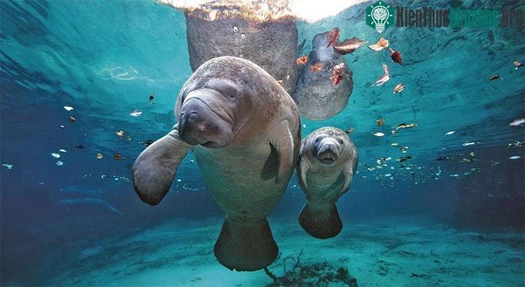 Hai mẹ con lợn biển ở Florida