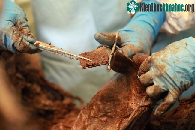 Các nhà khoa học Nga và Nhật vẫn tiếp tục khai quật nơi tìm thấy hài cốt của voi ma mút -