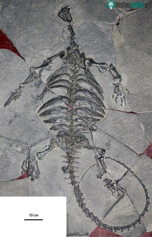 Bộ xương của Eorhynchochelys.