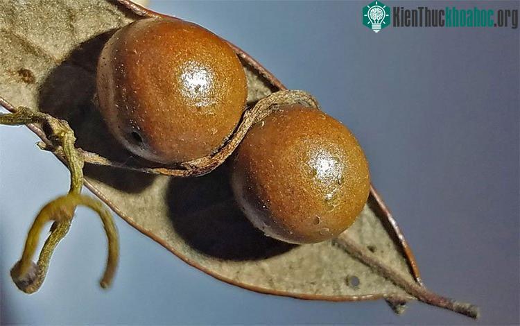 Túi mật hình tròn do ong bắp cày ký sinh trên lá sồi tạo ra