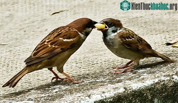 Chim sẽ cũng có thể tiêu hóa tinh bột.