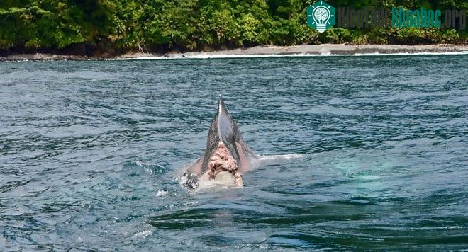 Con cá voi mất đuôi xuất hiện ở ngoài khơi Colombia.