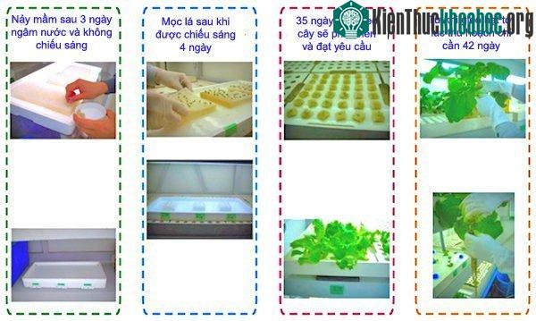 Thời gian biểu trồng rau diếp trong Agri-Cube chỉ mất 42 ngày trong khi canh tác ở ngoài trời cần từ 65 tới 120 ngày tùy theo mùa.