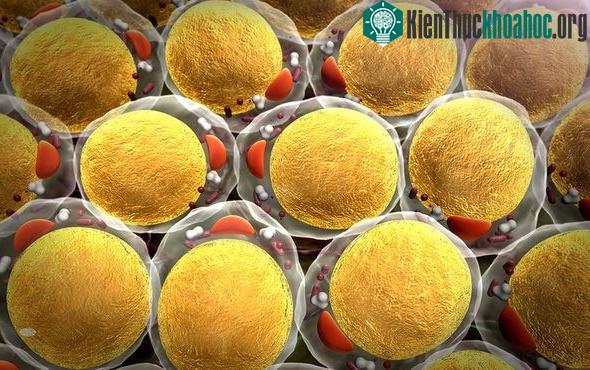 Các nhà khoa học phát hiện mô chất béo là "miền đất màu mỡ" cho ung thư phát triển.
