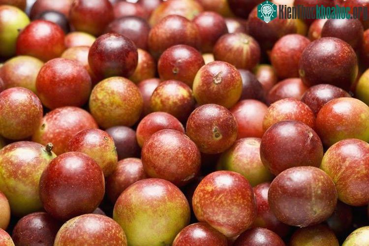 Nhìn rất giống mận chín, đúng không?
