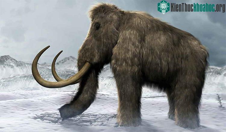 Voi ma mút có thể tái xuất ở vùng Siberia, Nga.