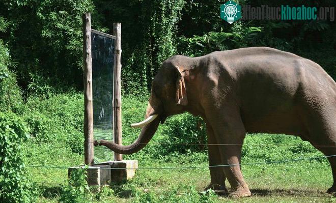Voi là một trong những loài vật hiếm hoi có khả năng tự cảm nhận mình trong gương.