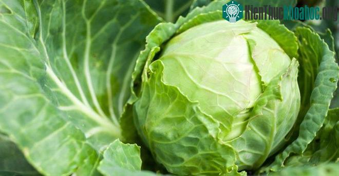 Bắp cải có mức nitrate từ 500-1.000mg/kg. (Ảnh: Naturalfoodseries).