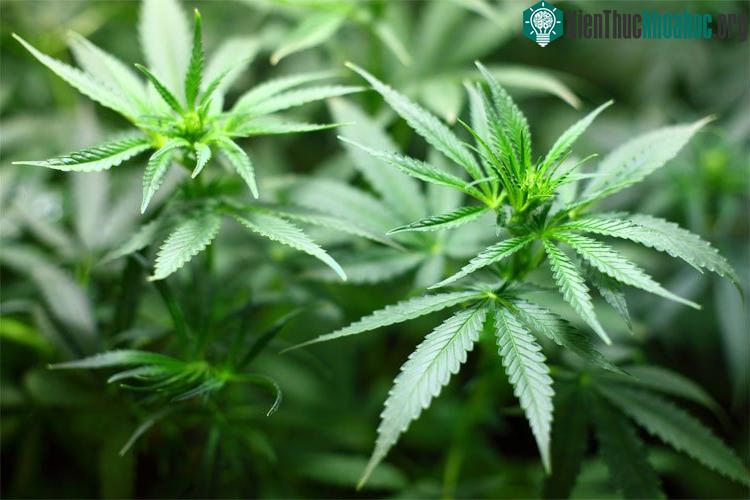 CBD - hợp chất không gây độc trong cần sa, có thể làm giảm các triệu chứng tâm thần.
