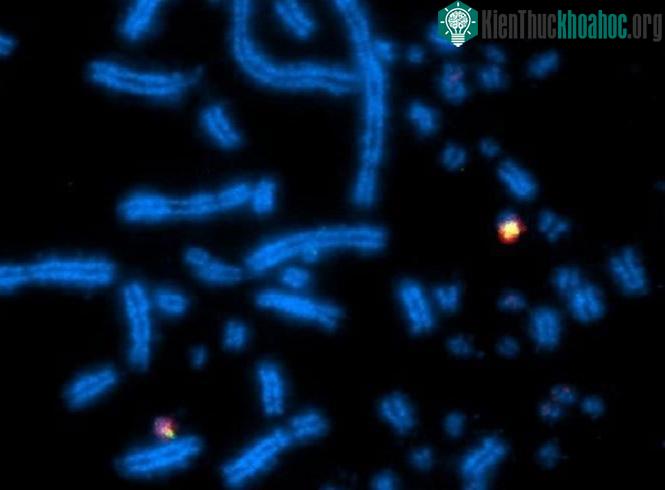 DNA của khủng long được
