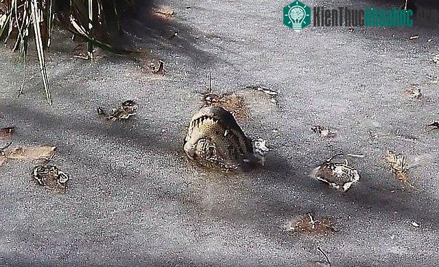Cá sấu mõm ngắn nhô mũi lên khỏi mặt nước, tạo ra một ống thở tạm thời để duy trì sự sống.