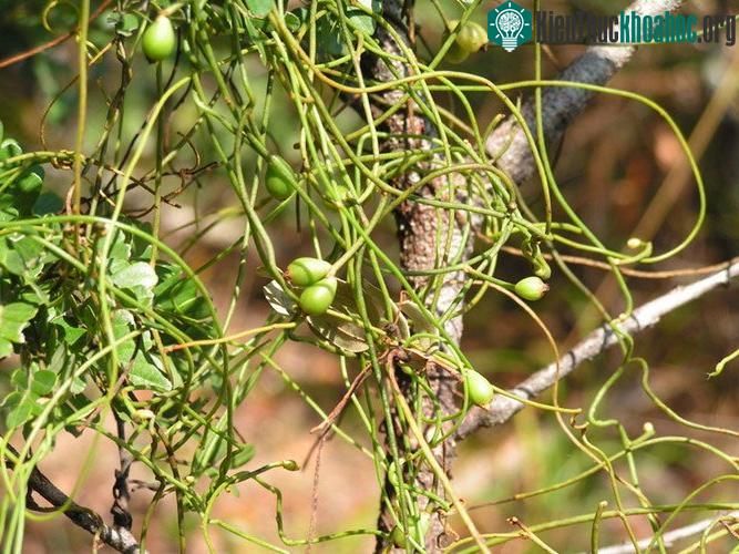 Cây tơ xanh là loại cây dây leo thảo, sợi màu lục sẫm.