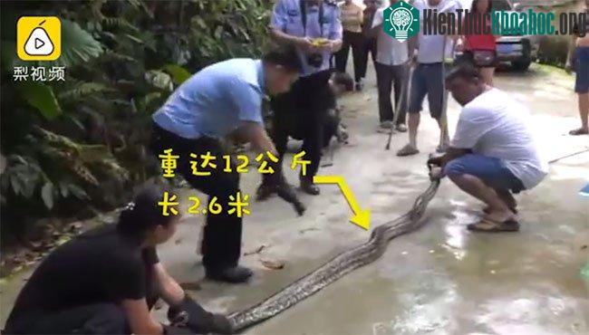 Con trăn mắc kẹt trong chuồng và bị người dân tóm gọn.
